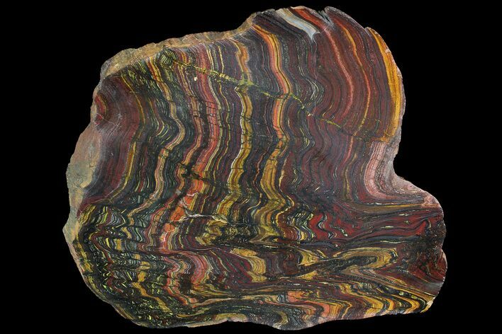 Polished Tiger Iron Stromatolite - ( Billion Years) #92953